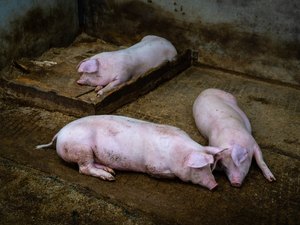 Responsabilidad Medioambiental para granjas avícolas y de porcino